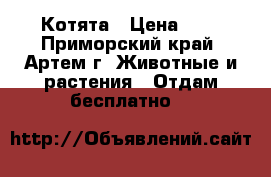 Котята › Цена ­ 1 - Приморский край, Артем г. Животные и растения » Отдам бесплатно   